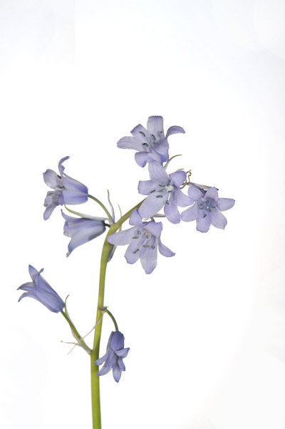 春天开花的风信子
