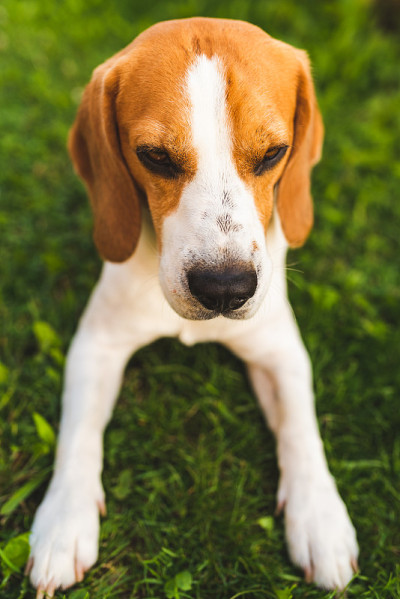 比格犬躺在树荫下