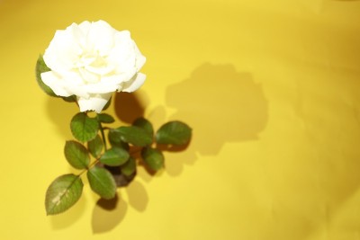 美丽的单瓣白色玫瑰花孤立在黄色背景上。