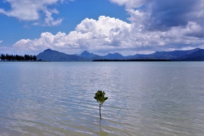 红树林和棕榈树-根和白沙，天堂海滩，Le Morne，毛里求斯，印度洋