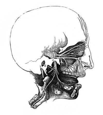 《人类生理学》中的颅骨和鼻腔，作者H.查普曼，费城，1887年