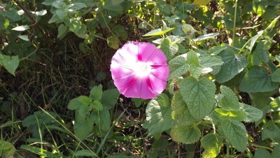 牵牛花,牵牛花