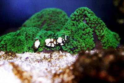 白斑海葵虾-(短腕湖缘海葵)