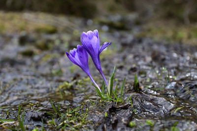 山