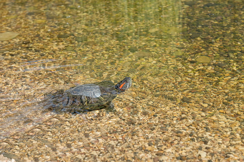 红耳滑鼠在水里游泳