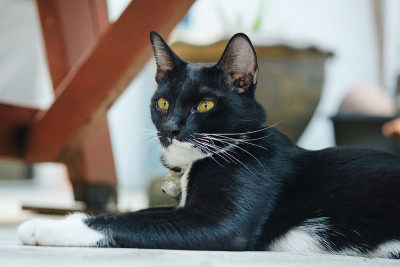 黑猫坐在水泥地板上