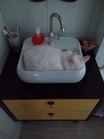 土耳其安哥拉猫-睡觉