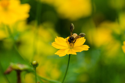 蜜蜂