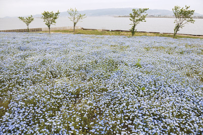 尼莫菲拉节