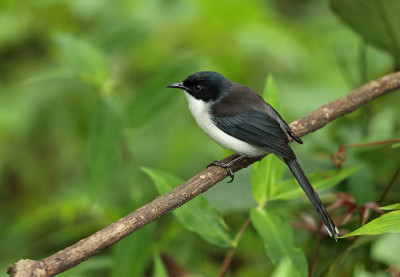 Dark-backed Sibia