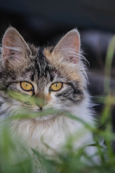 小猫