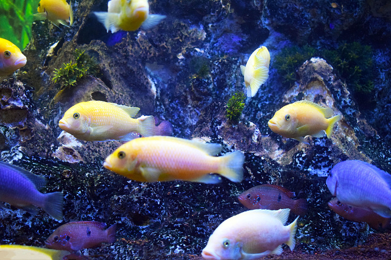 水族馆里美丽多彩的热带鱼。珊瑚海。水下世界。