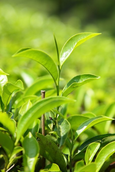 鲜绿茶种植园