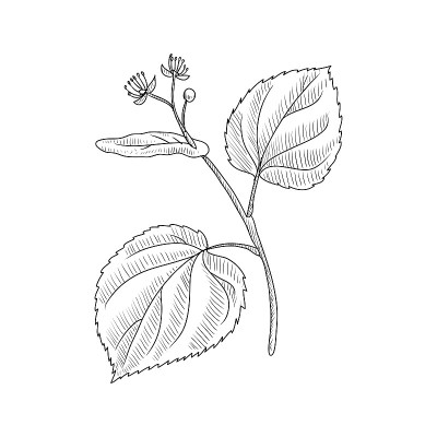 矢量画菩提树枝