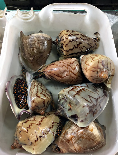 在越南的一个鱼市，海上危险的锥形蜗牛