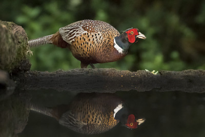 欧洲匈牙利水坑附近的野鸡(Phasianus colchicus)