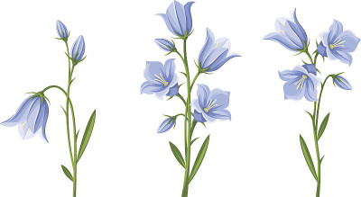 蓝铃花。矢量插图。