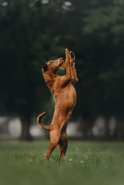 爱尔兰梗犬用后腿站立