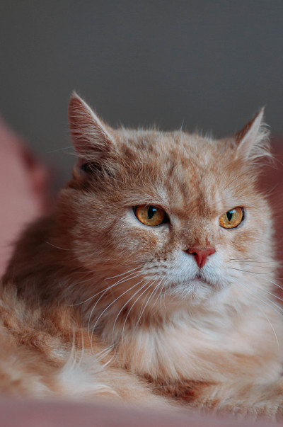 一只波斯猫在下午看什么东西