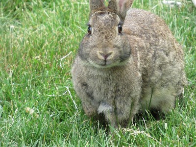 Sweet Brown Bunny Rabbit看着相机