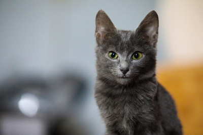 淡蓝色的猫。