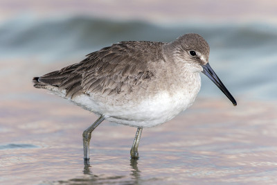 带着粉色日落的Willet