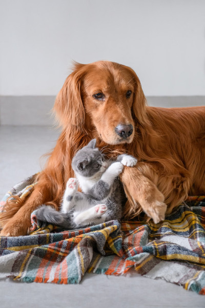 可爱的小猫和金毛寻回犬