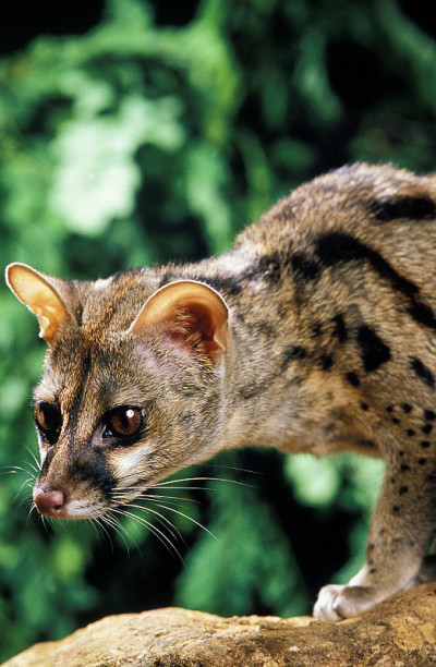 小斑点GENET genetta genetta，成人的肖像