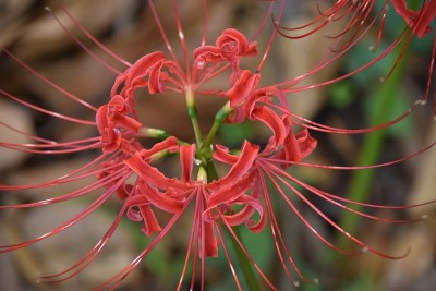 花园里的秋天
