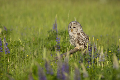 乌拉尔猫头鹰(Strix uralensis)栖息在开花羽扇豆(lupines)的断枝上