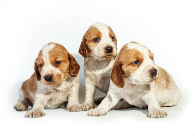 三只斑点白红的俄罗斯猎犬幼犬，孤立在白色的背景上。狗是人类的朋友。