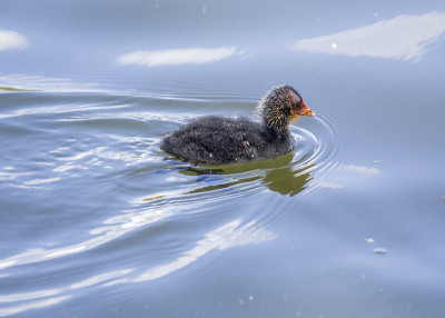 少年黑鸭(Fulica)