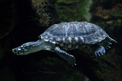 黑塘龟(Geoclemys hamilton)