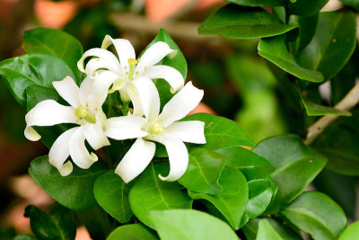 橙色的茉莉花
