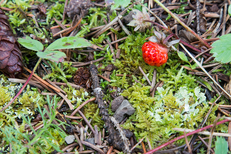 森林地面上的苔藓映衬着小小的野草莓