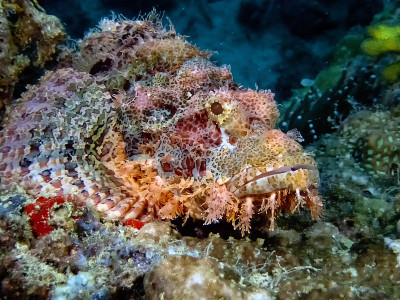 一种有穗蝎子鱼(Scorpaenopsis oxycephala)