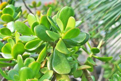 Crassula portulacea