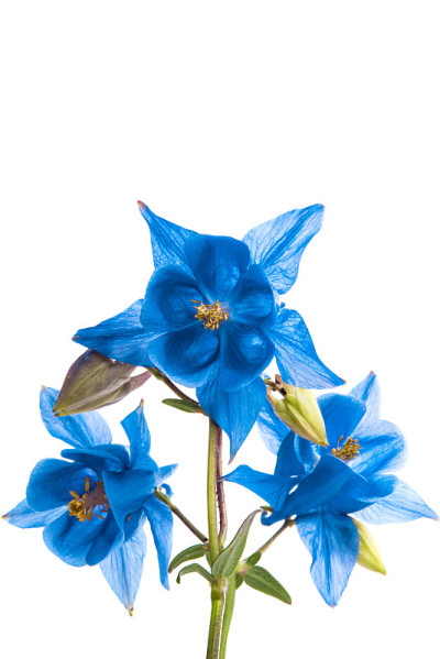 耧斗菜花孤立