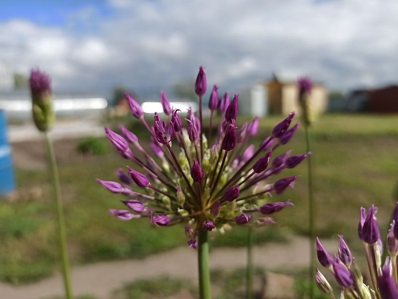 Beautiful flowers grow in the garden