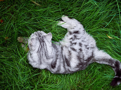 草丛里的小猫。