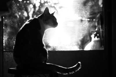 猫
