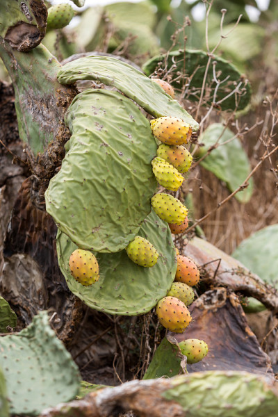 Opuntia ficus-indica