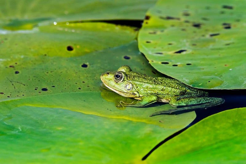 欧洲罗马尼亚的多瑙河三角洲，水蛙(Pelophylax)在一片叶子上休息