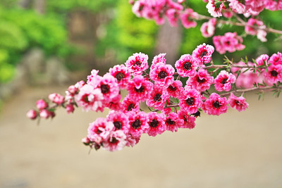 Leptospermum scoparium