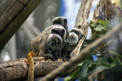 帝王狨（学名saguinus imperator）