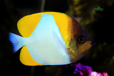 金字塔蝴蝶鱼，水族馆里美丽的热带鱼