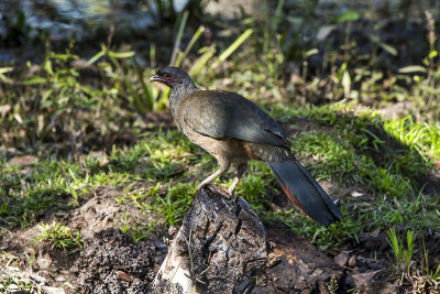 查科Chachalaca photographed在Corumbá,南马托格罗索。潘塔纳尔生物，巴西