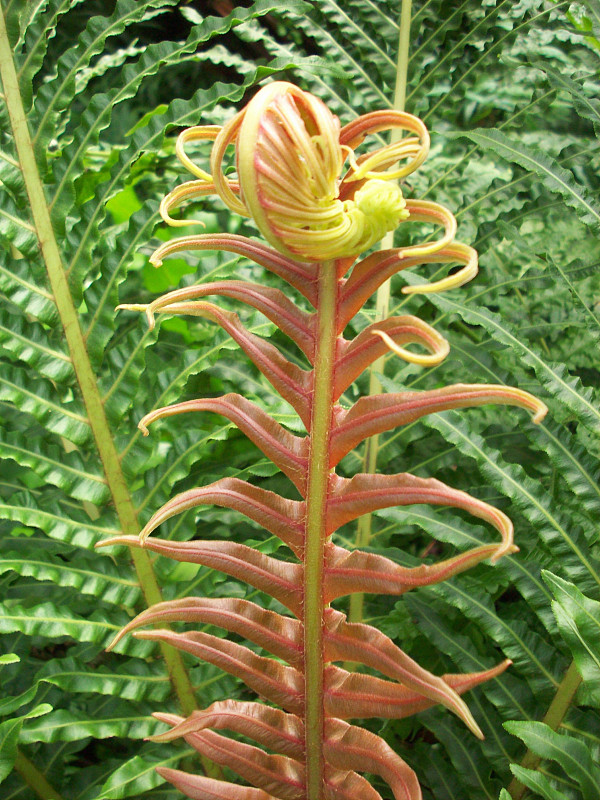 蕨类植物