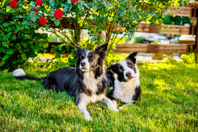 2只边境牧羊犬躺在花园里，表情滑稽。