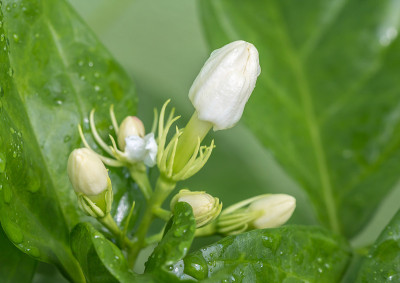 白色的花蕾，茉莉花